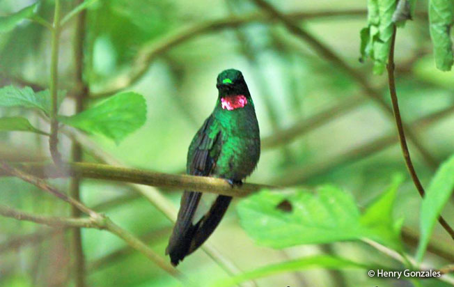 Image of Pink-throated Brilliant