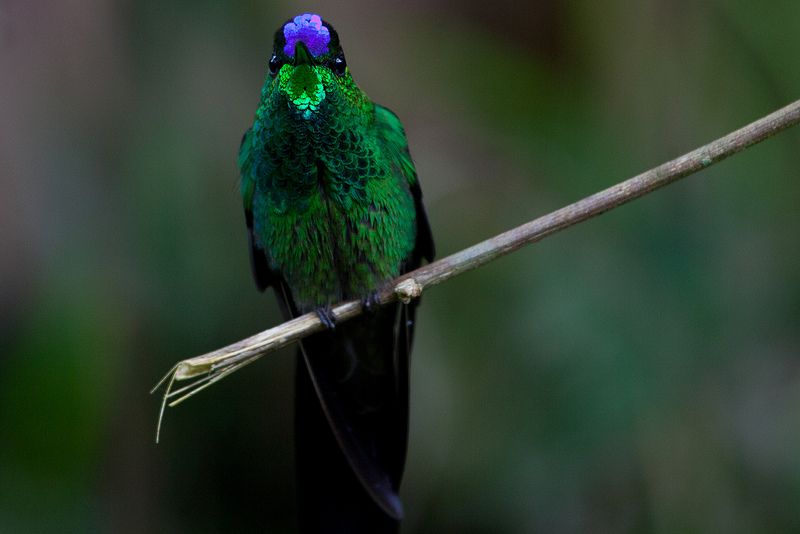Image of Violet-fronted Brilliant