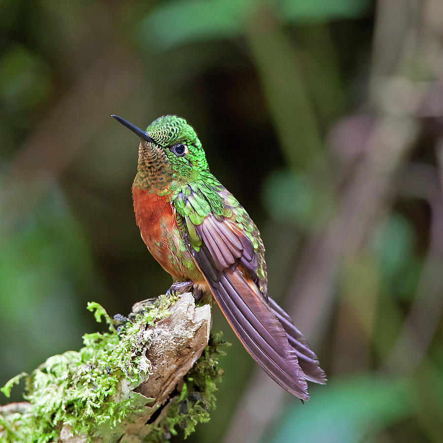 Image of Chestnut-breasted Coronet