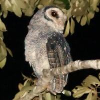 Image of Sooty Owl