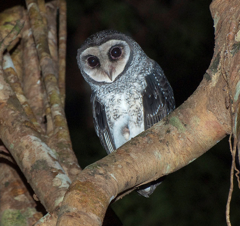 Image of Lesser Sooty-Owl