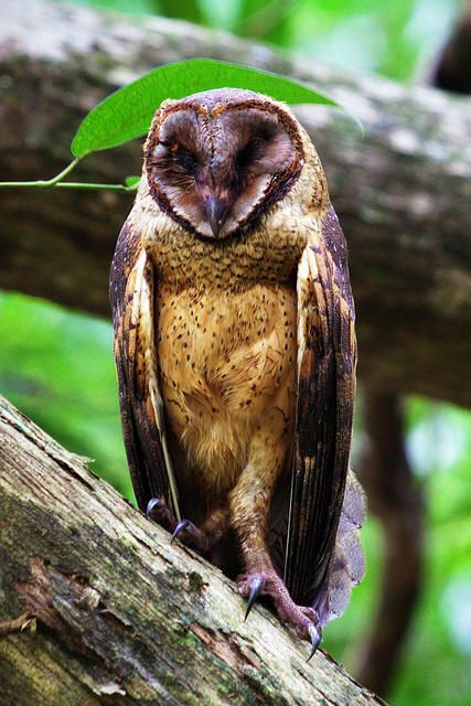 Image of Minahasa Masked-Owl