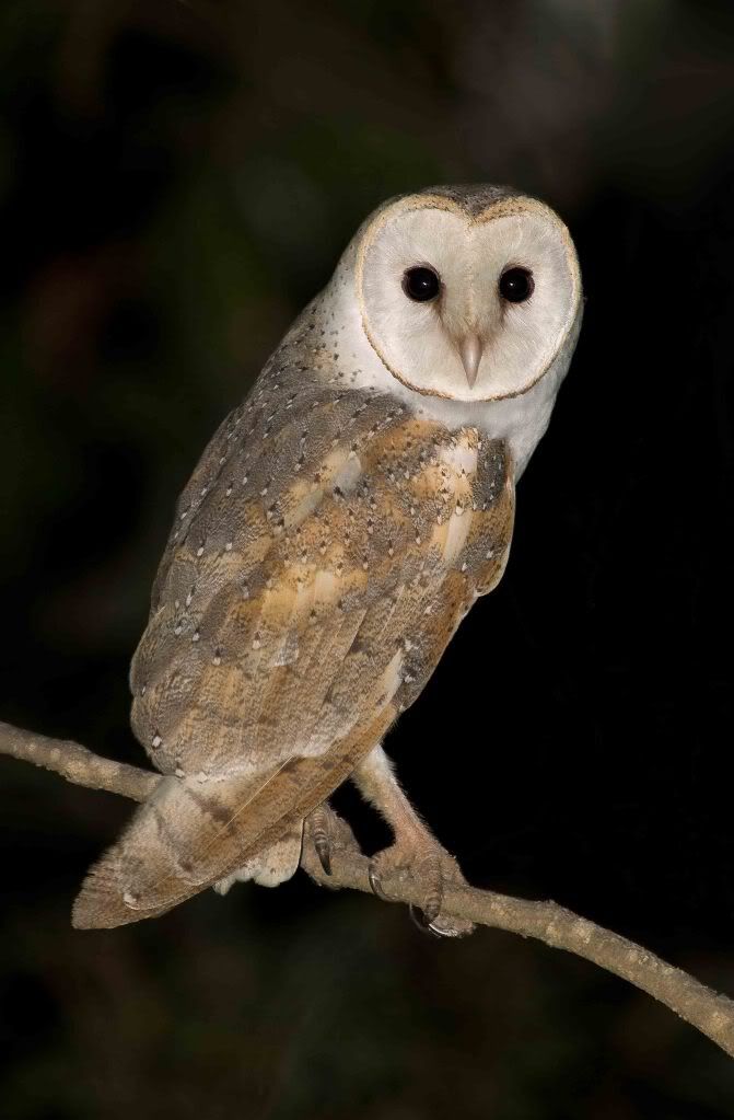 Image of Masked Owl