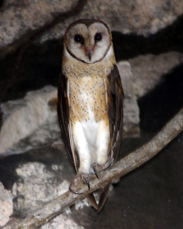 Image of Sulawesi Masked-Owl