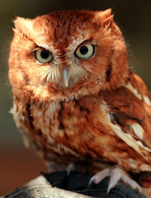 Image of Madagascar Red Owl
