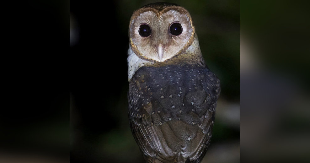 Image of Andaman Masked-Owl