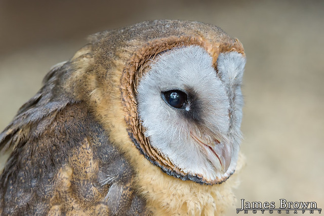 Image of Ashy-faced Owl