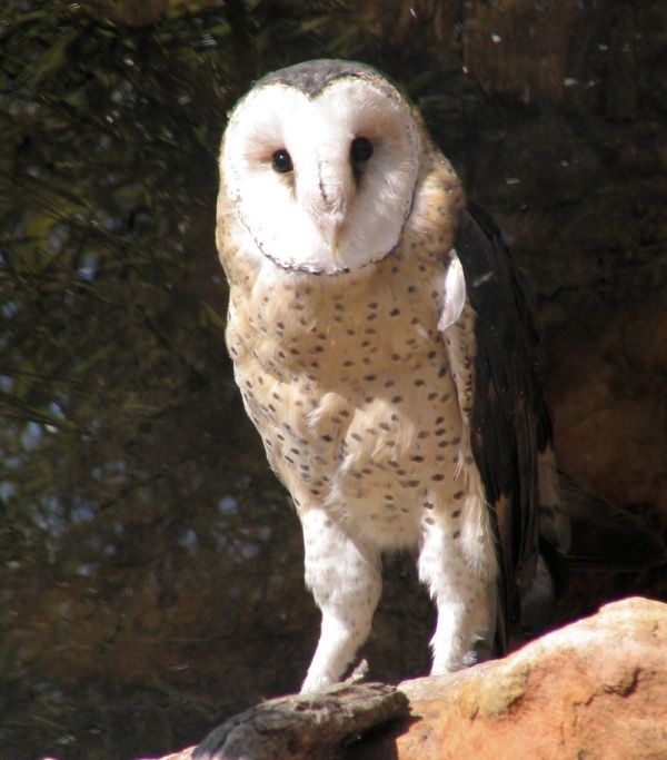 Image of African Grass-Owl