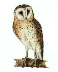 Image of Grass Owl