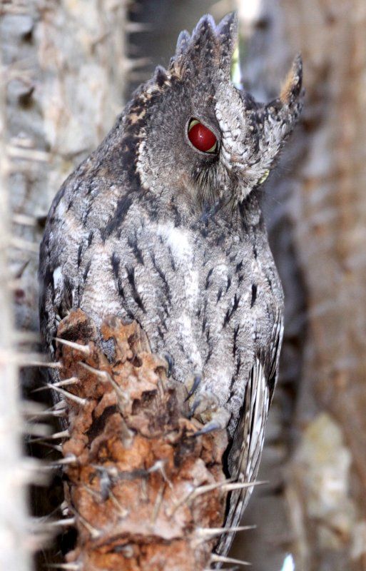Image of Madagascar Scops-Owl