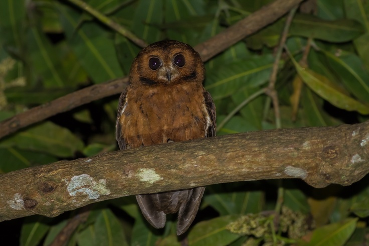 Image of Moheli Scops-Owl