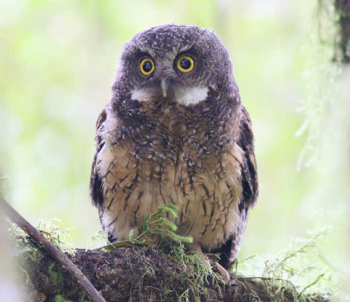 Image of White-throated Screech-Owl