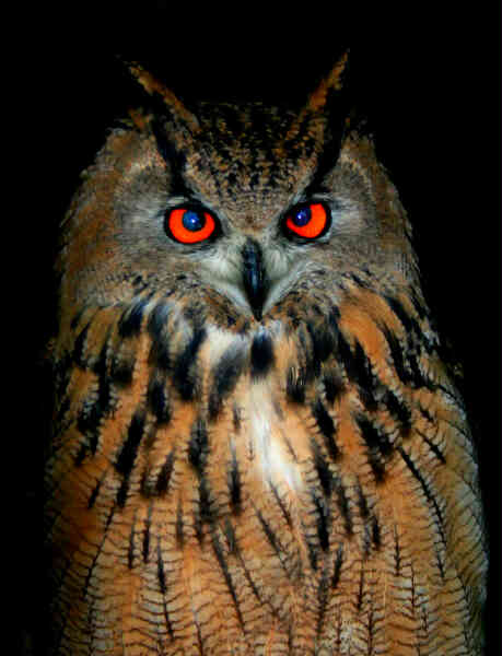 Image of Eurasian Eagle-Owl