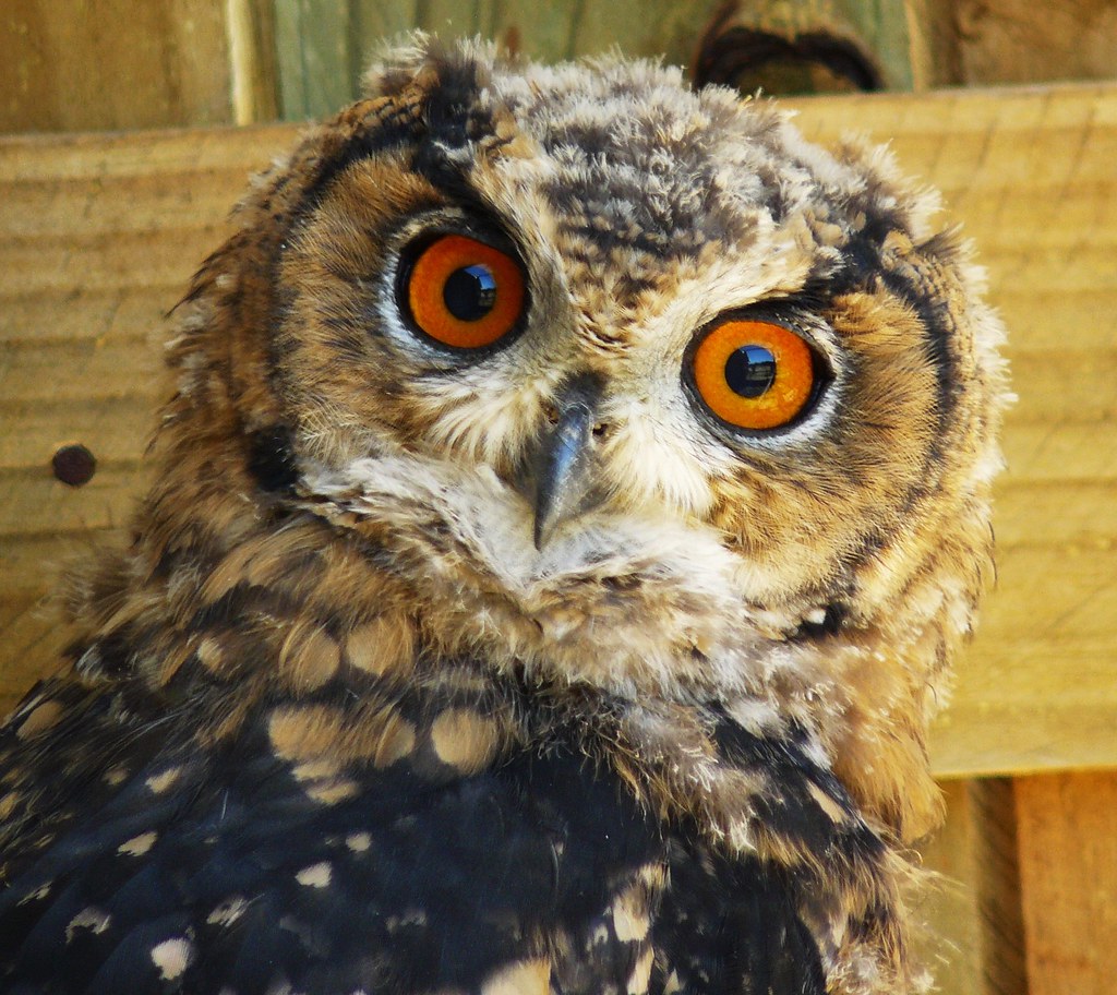 Image of Cape Eagle-Owl