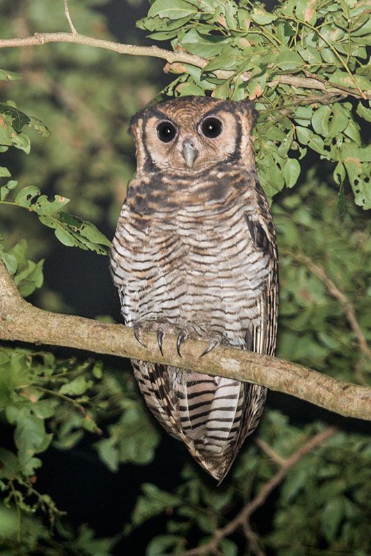 Image of Fraser's Eagle-Owl