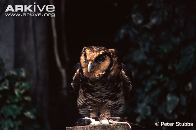 Image of Nduk Eagle-Owl