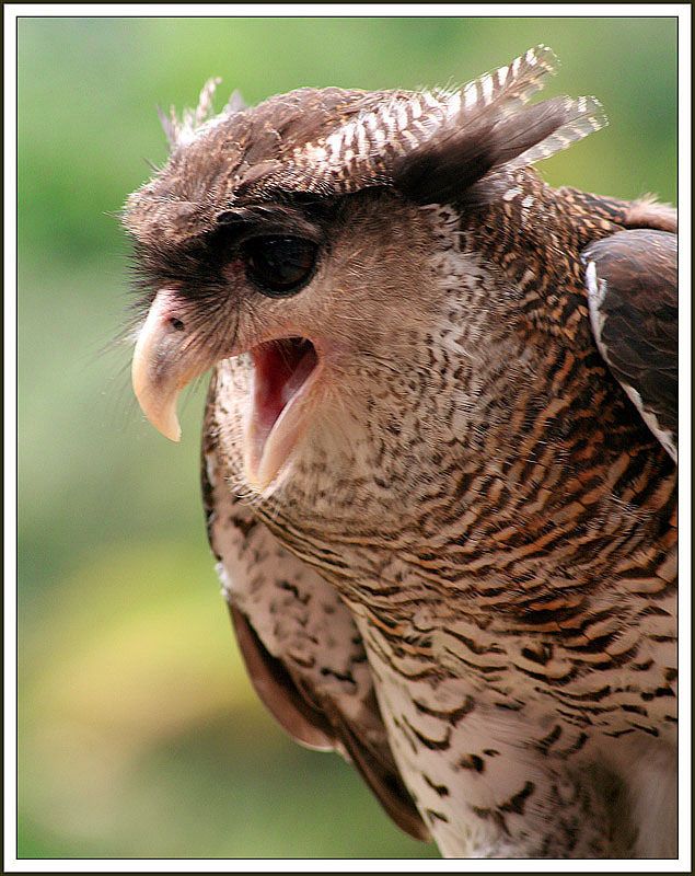 Image of Spot-bellied Eagle-Owl