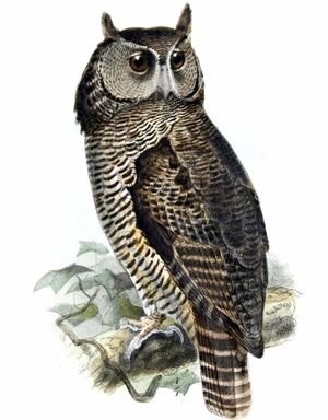 Image of Shelley's Eagle-Owl