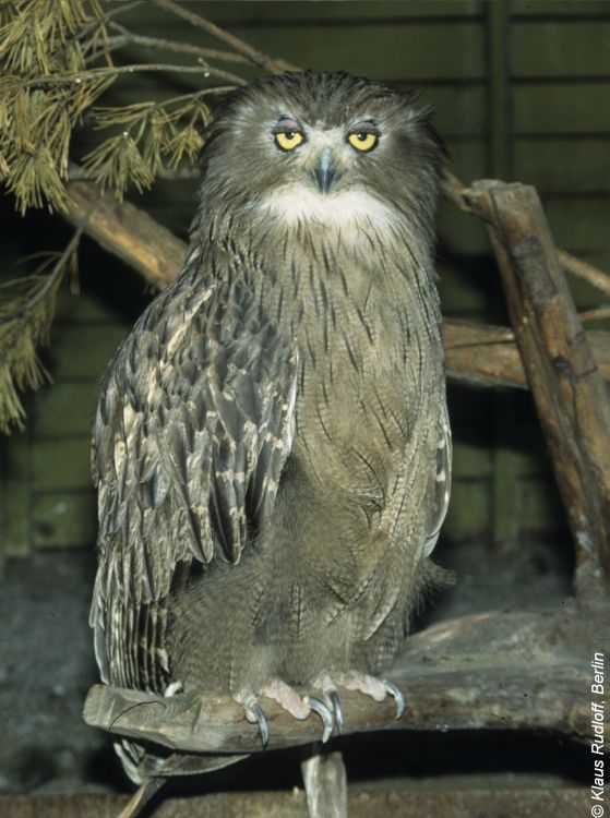 Image of Blakiston's Eagle-Owl