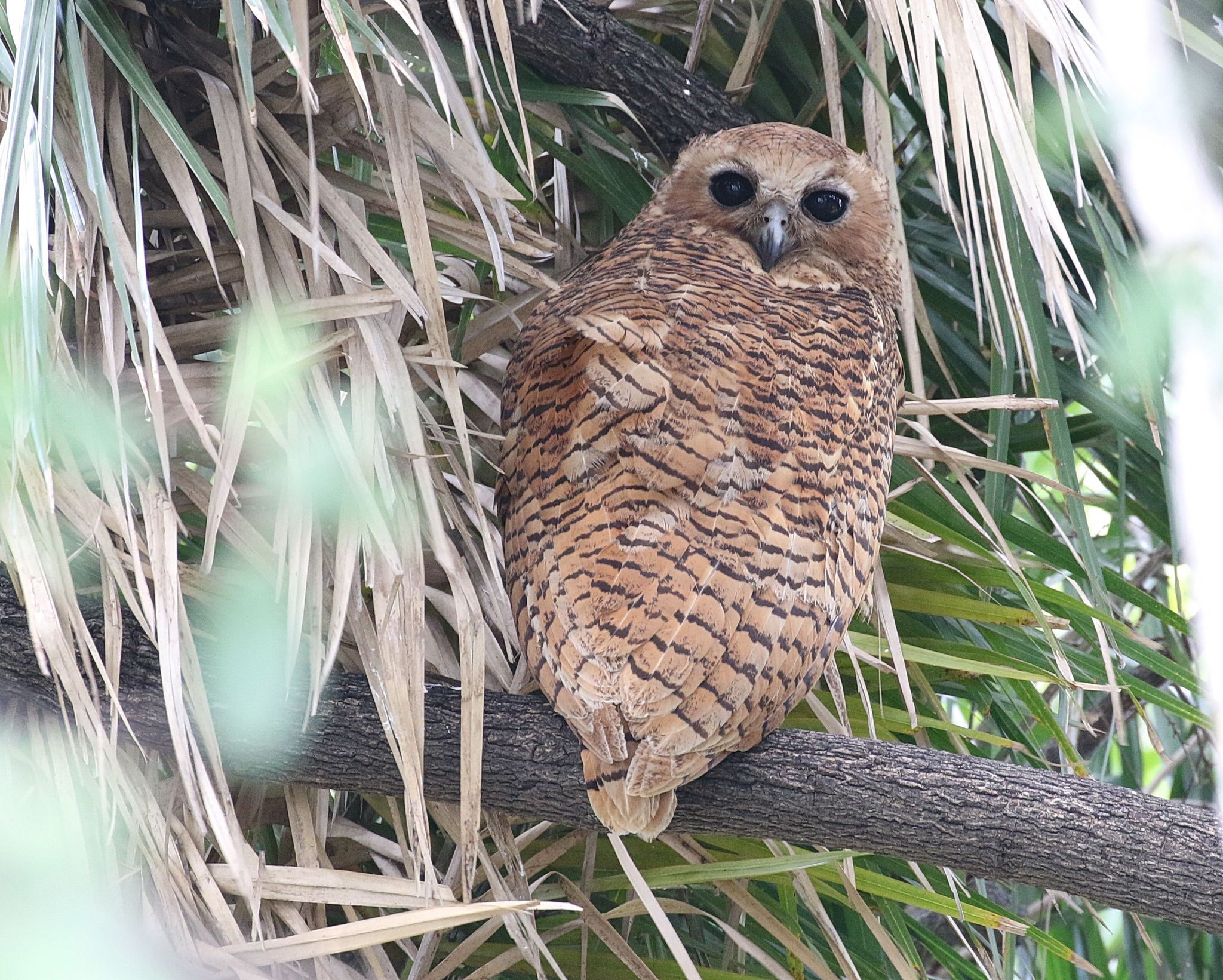 Image of Pel's Fishing-owl