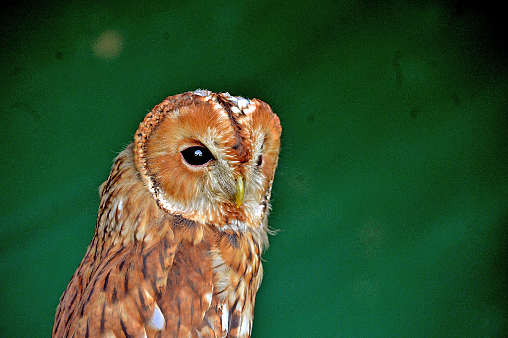 Image of Rufous Fishing-owl