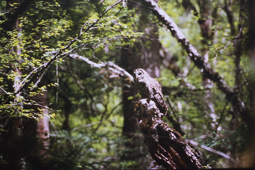 Image of Sichuan Wood-Owl