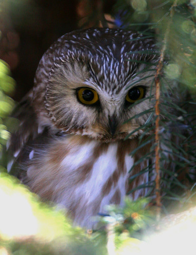 Image of Saw-whet Owl