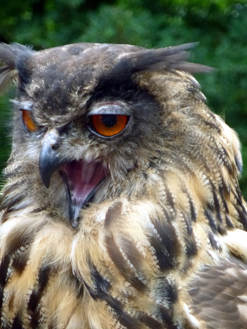 Image of Powerful Owl