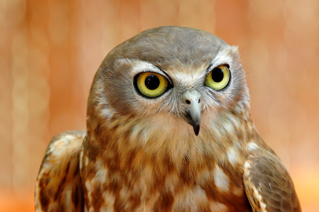 Image of Barking Owl