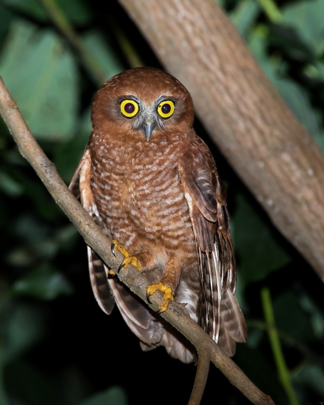 Image of Christmas Island Hawk-Owl