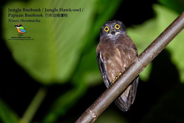 Image of Jungle Boobook