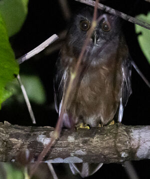 Image of Papuan Hawk-Owl