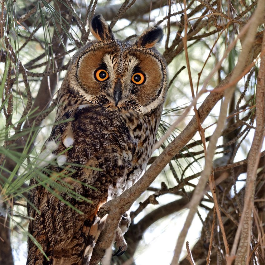 Image of Northern Long-eared Owl