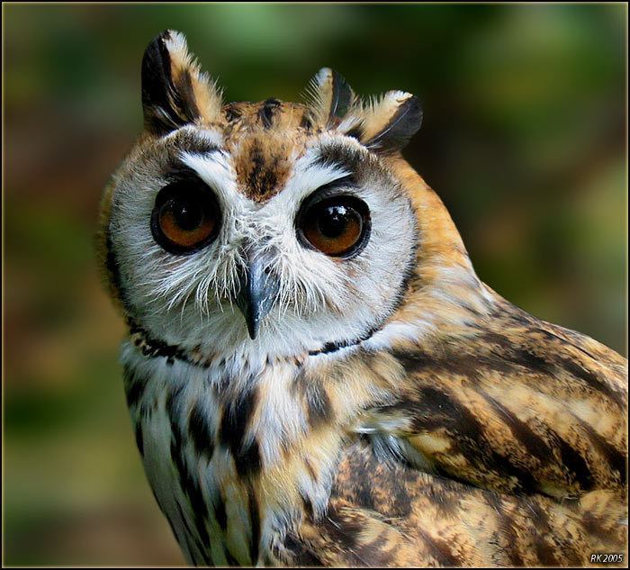 Image of Striped Owl