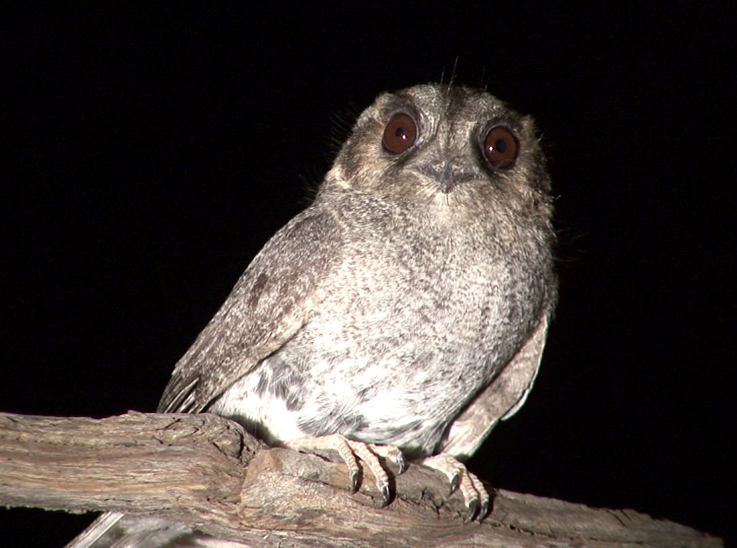 Image of Australian Owlet-nightjar