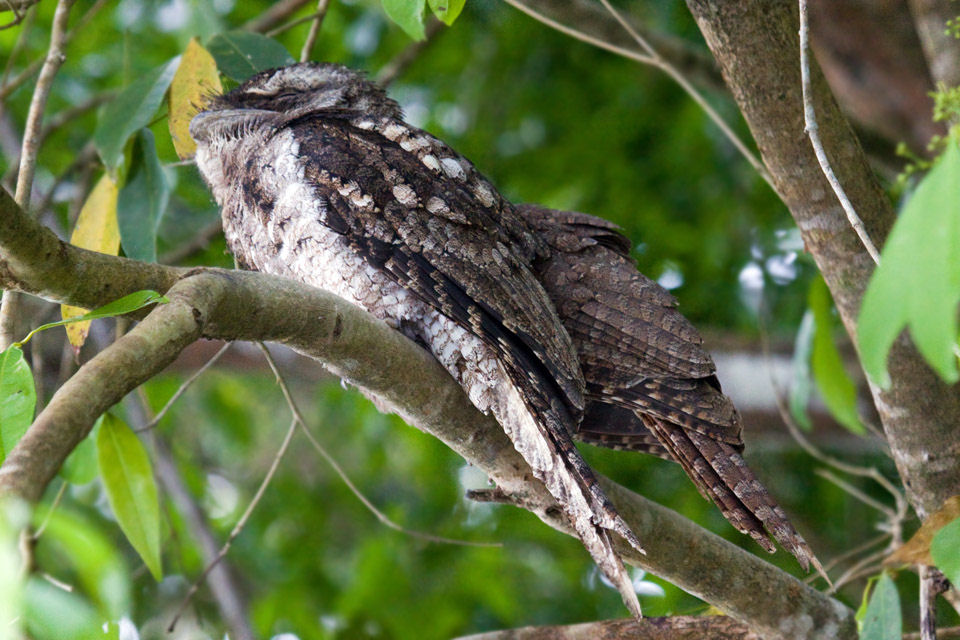 Image of Papuan Frogmouth