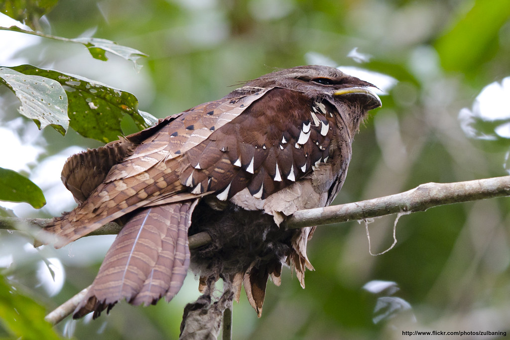 Image of Large Frogmouth