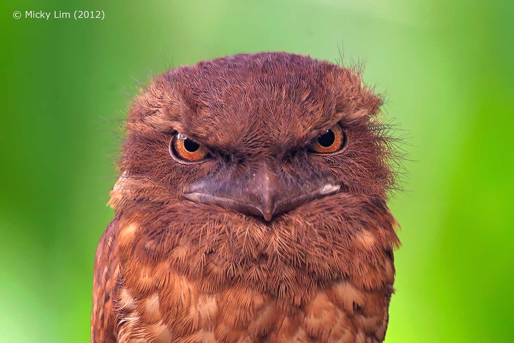 Image of Gould's Frogmouth