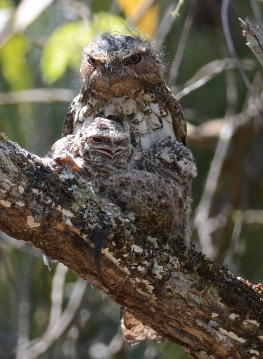 Image of Hodgson's Frogmouth