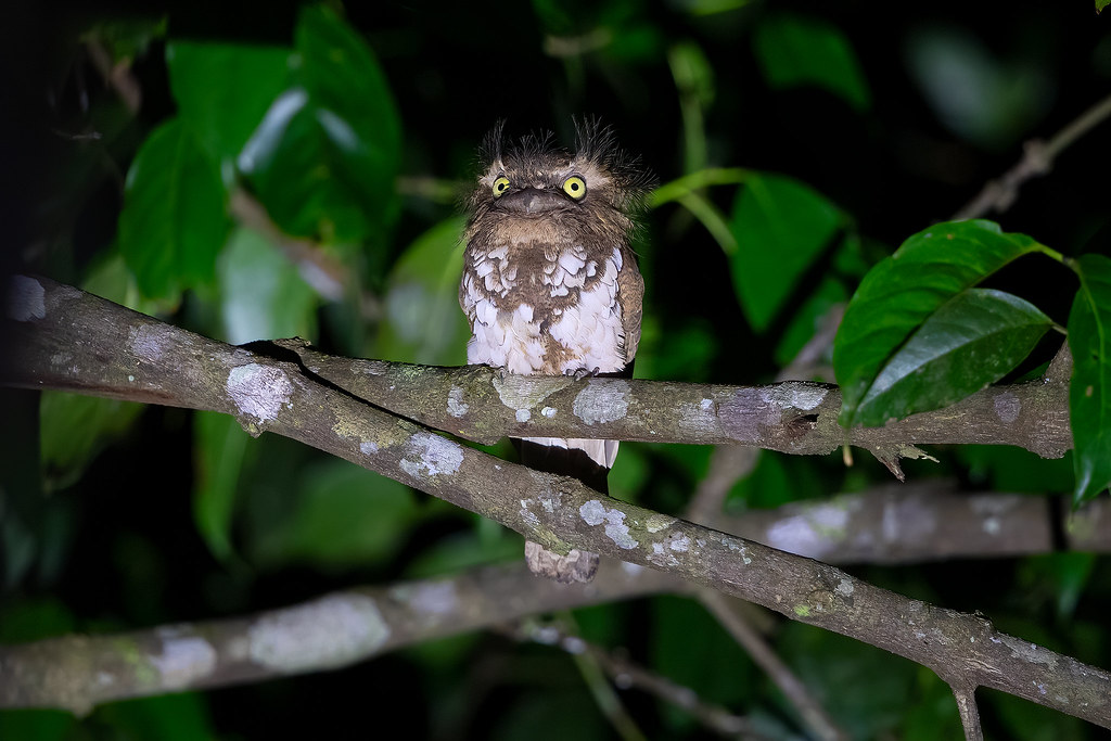 Image of Short-tailed Frogmouth