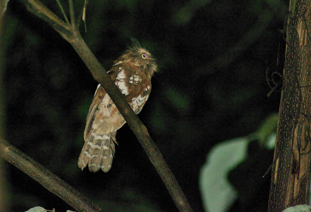 Image of Bornean Frogmouth