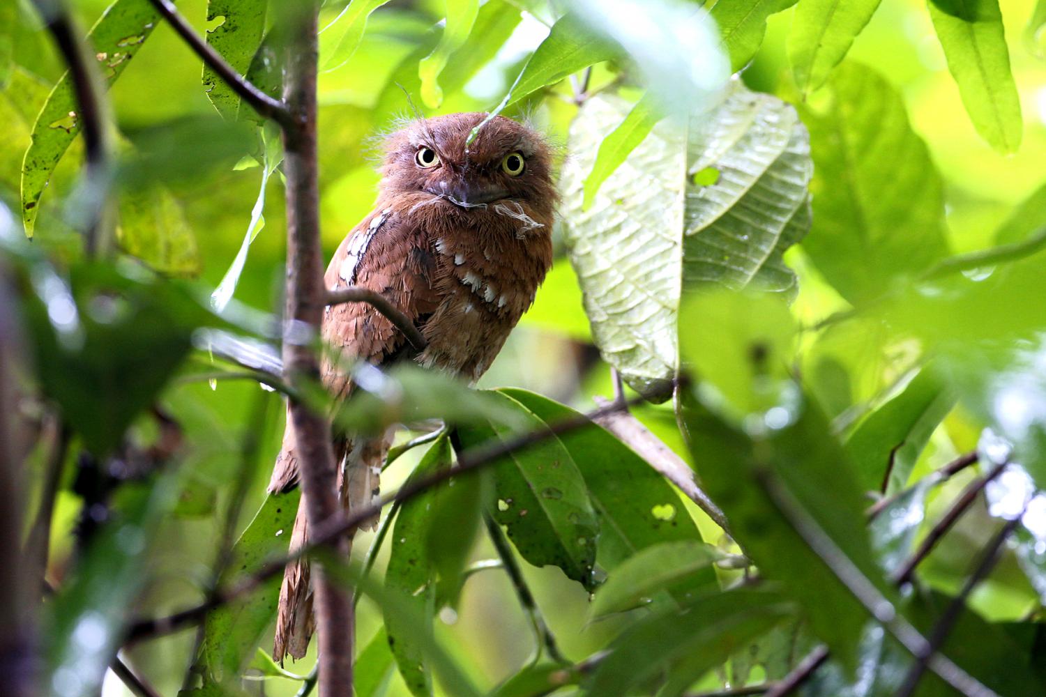 Image of Horsfield's Frogmouth