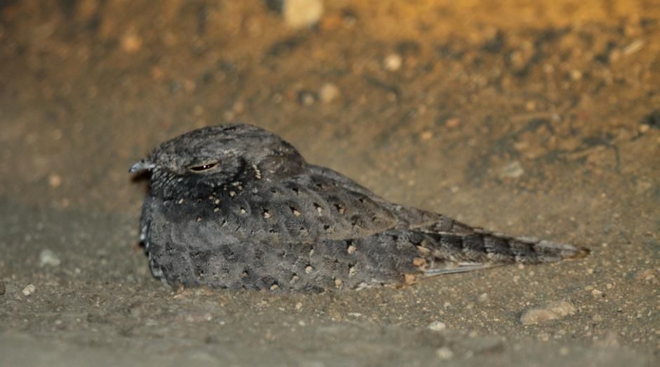 Image of Spotted Nightjar