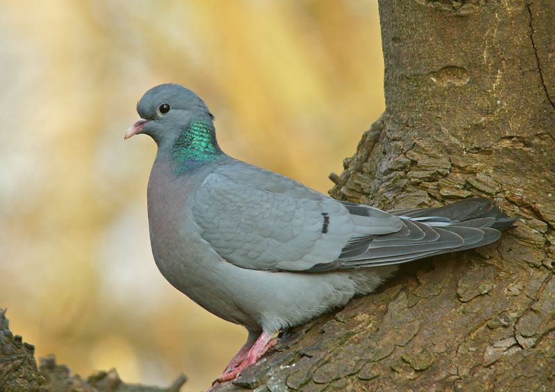 Image of Stock Dove