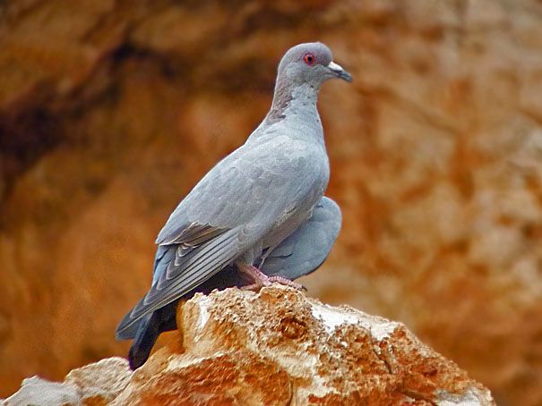 Image of Somali Pigeon