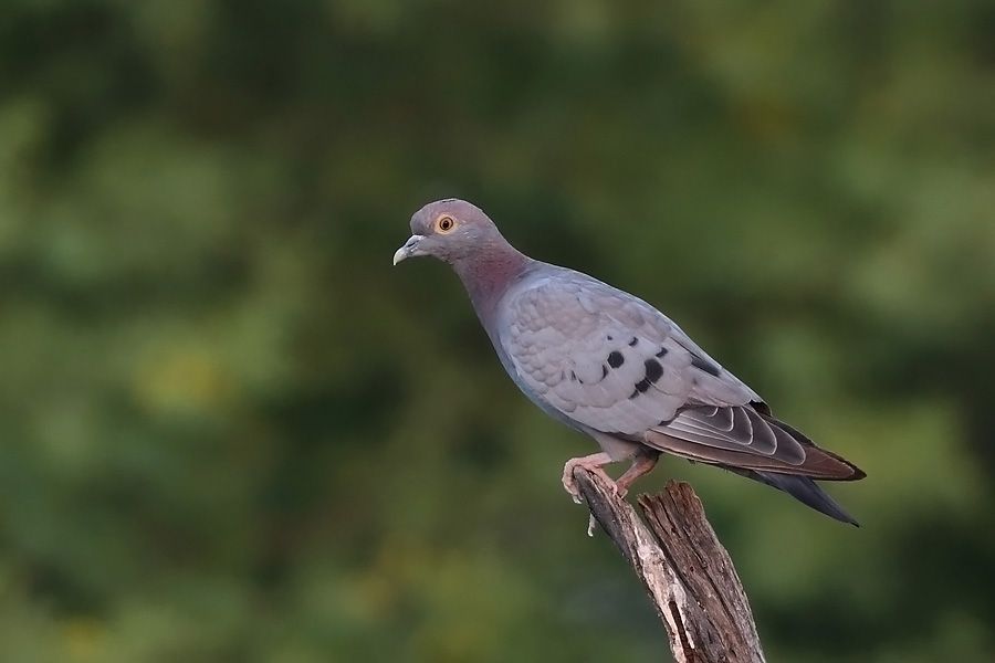 Image of Yellow-eyed Pigeon