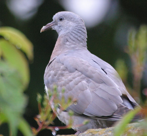 Image of Common Wood-Pigeon