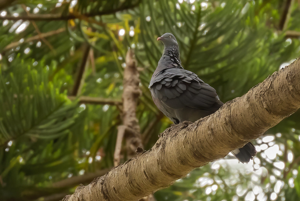 Image of Madeira Laurel-pigeon