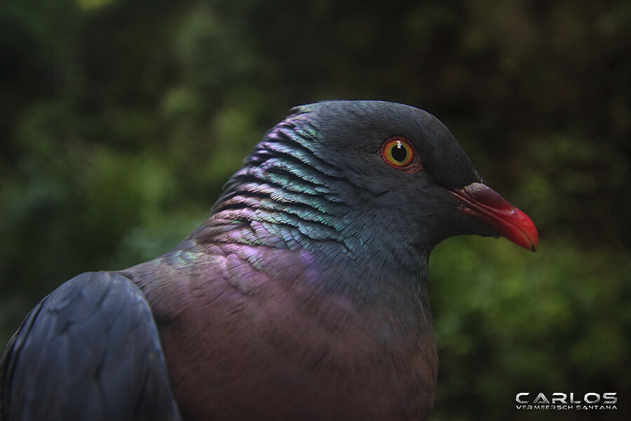 Image of Dark-tailed Laurel-pigeon