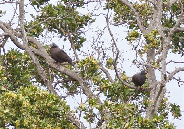 Image of White-tailed Laurel-pigeon
